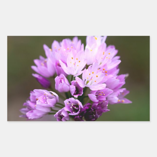 Pegatina Rectangular Wild Flower (Anverso)