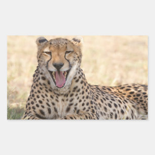 Pegatina Rectangular Yawning Cheetah
