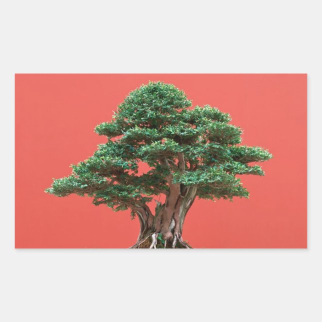 Pegatina Rectangular Yew bonsai (Anverso)