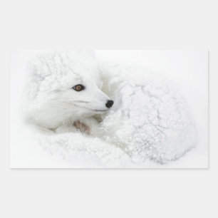 Pegatina Rectangular Zorro ártico acurrucado en invierno