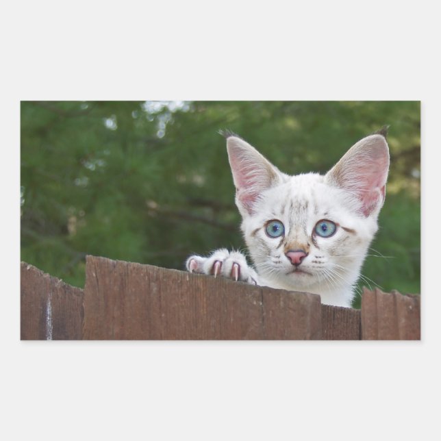 Pegatina Rectángulo de Gato de Savannah blanco (Anverso)