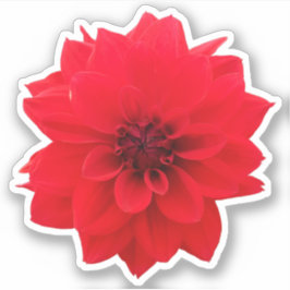Pegatina Red Dahlia Floral