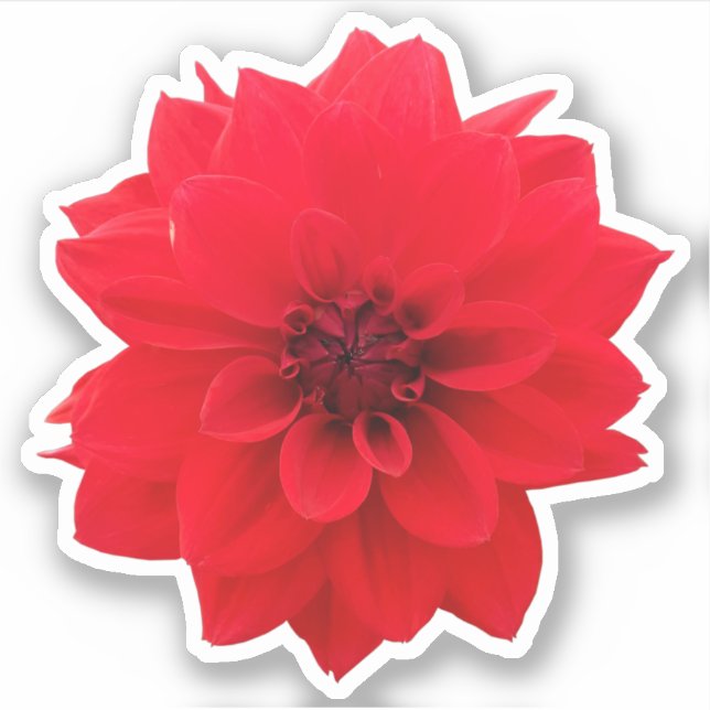 Pegatina Red Dahlia Floral (Anverso)