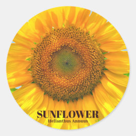 PEGATINA REDONDA ひまわり