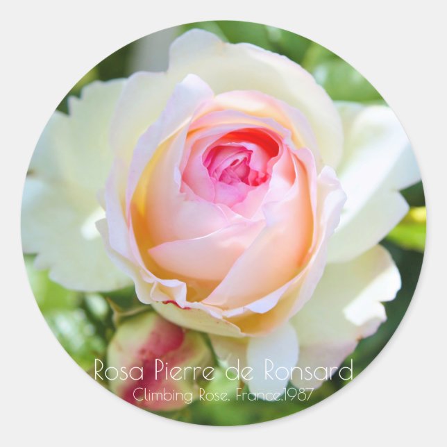 PEGATINA REDONDA ピエール・ドゥ・ロンサール (Anverso)