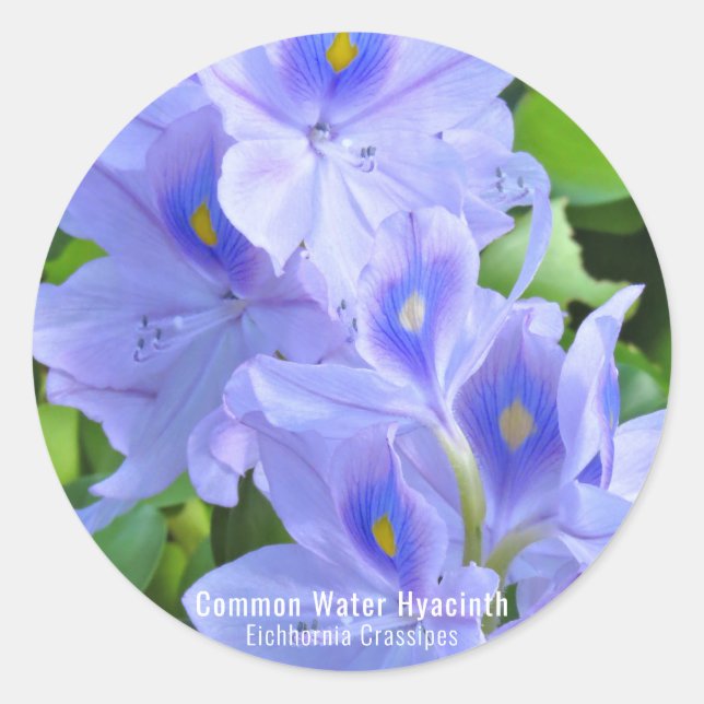 PEGATINA REDONDA ホ テ ア オ イ(花) (Anverso)