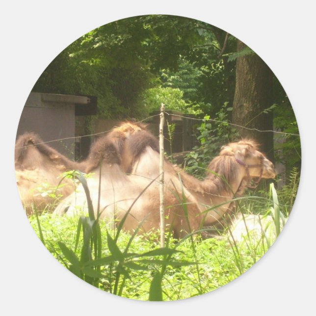 Pegatina Redonda 100_1373 - Pegatinas de camellos (Anverso)