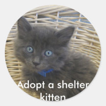 112907 petfinder 028, Adoptar un gatito de refugio