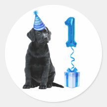 1.ᵉʳ tema de la cachorro de cumpleaños - Cute Perr