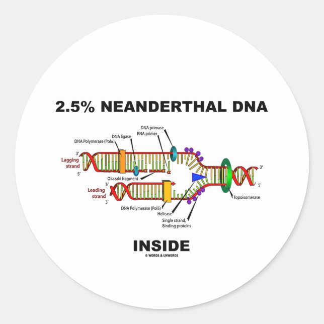 Pegatina Redonda 2,5% ADN neandertal Adentro (replicación del ADN) (Anverso)