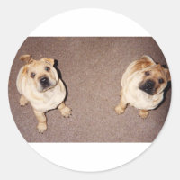 2 tan Shar-Pei_puppies.png