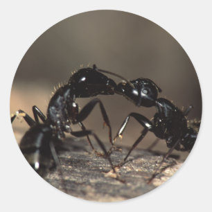 Pegatina Redonda 4.º connivencia