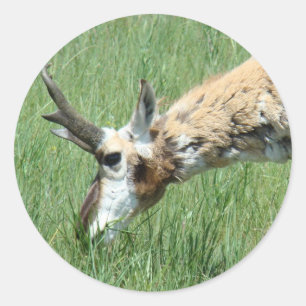 Pegatina Redonda A11 Pronghorn Antelope Grazing
