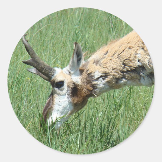 Pegatina Redonda A11 Pronghorn Antelope Grazing (Anverso)