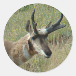 Pegatina Redonda A12 Pronghorn Antelope Buck