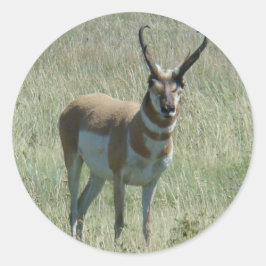 Pegatina Redonda A13 Pronghorn Antelope