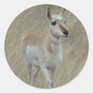 Pegatina Redonda A17 Joven Antelope Pronghorn