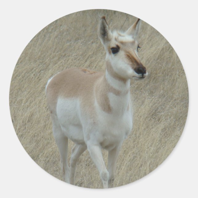 Pegatina Redonda A17 Joven Antelope Pronghorn (Anverso)