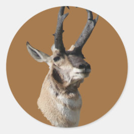 Pegatina Redonda A18 Pronghorn Antelope Buck Head Shot