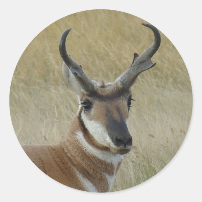Pegatina Redonda A21 Pronghorn Antelope Buck Head Shot (Anverso)