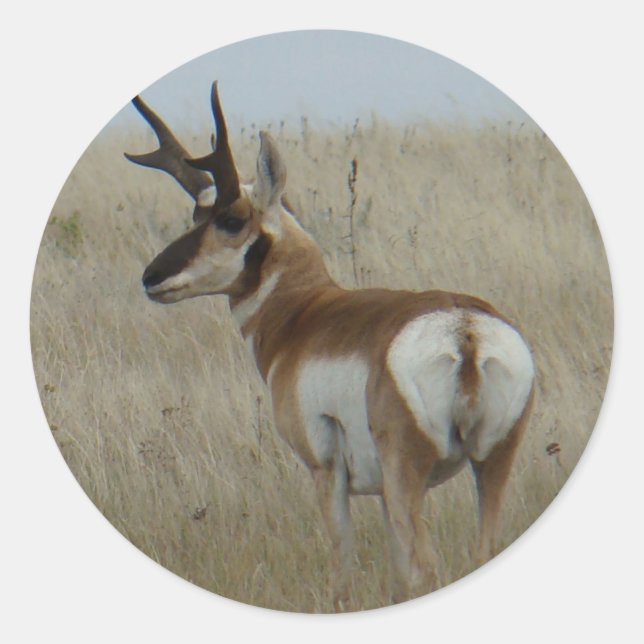 Pegatina Redonda A22 Pronghorn Antelope Buck (Anverso)