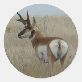 Pegatina Redonda A22 Pronghorn Antelope Buck