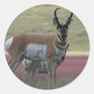 Pegatina Redonda A24 Pronghorn Antelope