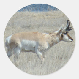 Pegatina Redonda A25 Pronghorn Antelope Young Buck