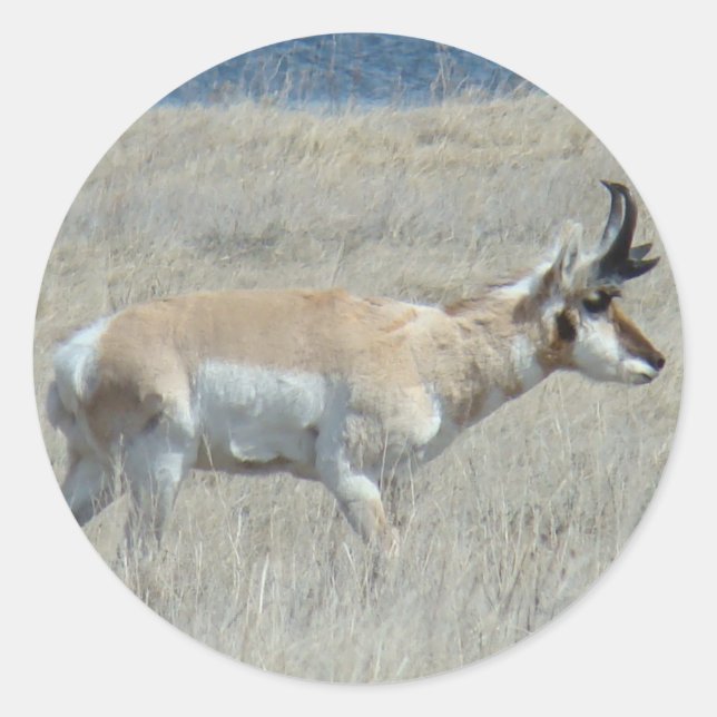 Pegatina Redonda A25 Pronghorn Antelope Young Buck (Anverso)