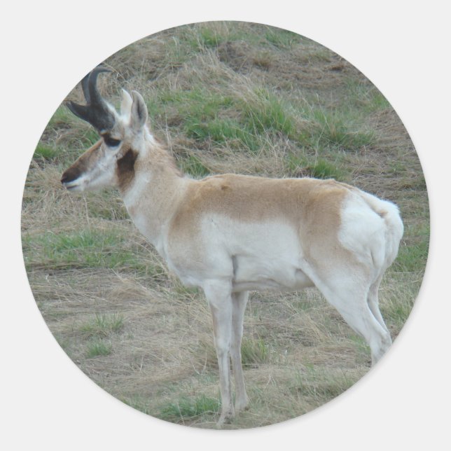 Pegatina Redonda A26 Pronghorn Antelope Buck (Anverso)