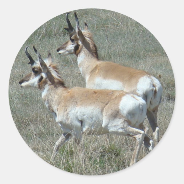 Pegatina Redonda A27 Pronghorn Antelope Young Bucks (Anverso)