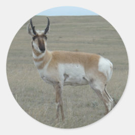 Pegatina Redonda A28 Pronghorn Antelope Young Buck