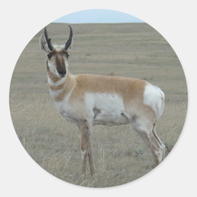 Pegatina Redonda A28 Pronghorn Antelope Young Buck (Anverso)
