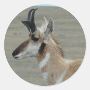Pegatina Redonda A29 Perfil de disparo en la cabeza de Antelope Pro