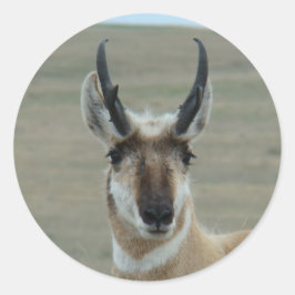 Pegatina Redonda A30 Pronghorn Antelope Head Shot