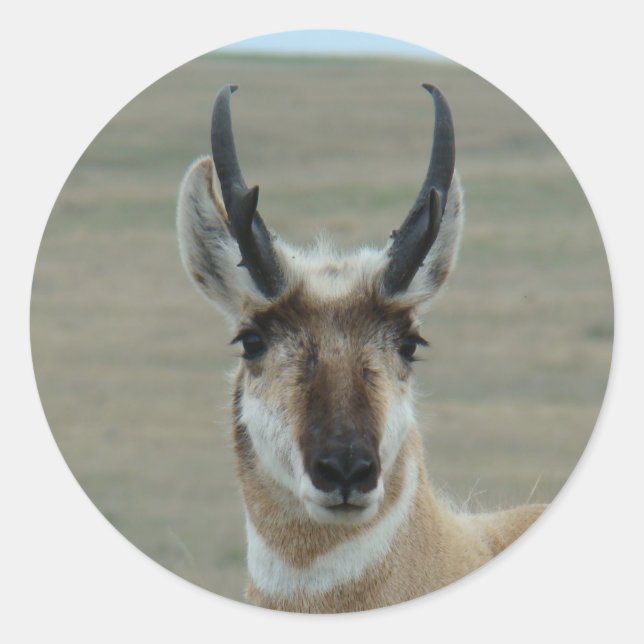 Pegatina Redonda A30 Pronghorn Antelope Head Shot (Anverso)