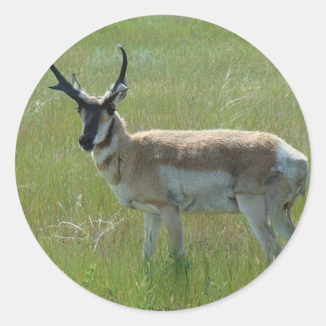Pegatina Redonda A36 Pronghorn Antelope Buck (Anverso)