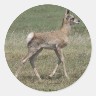 Pegatina Redonda A42 Baby Pronghorn Antelope