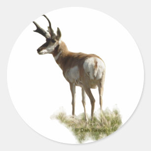 Pegatina Redonda A43 Pronghorn Antelope Buck
