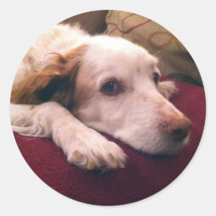Pegatina Redonda Abby Brittany Spaniel