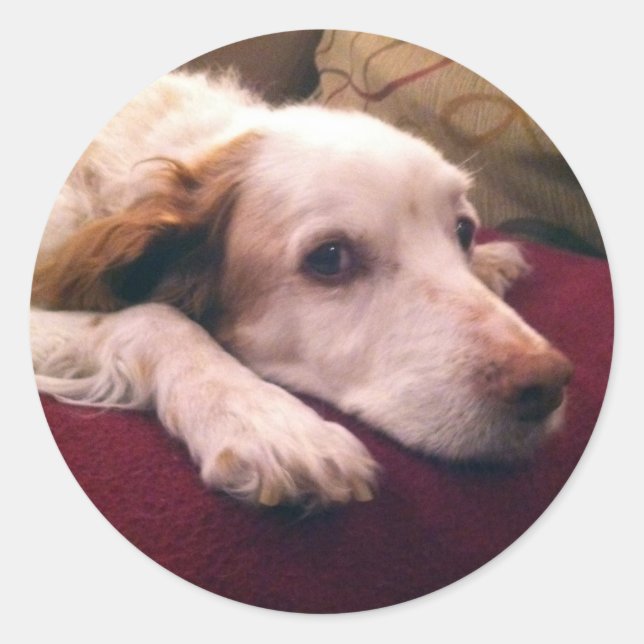 Pegatina Redonda Abby Brittany Spaniel (Anverso)
