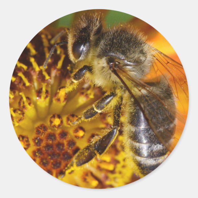 Pegatina Redonda Abeja de Miel Occidental (Anverso)