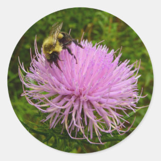 Pegatina Redonda Abeja en Flor de Cardo Naturaleza