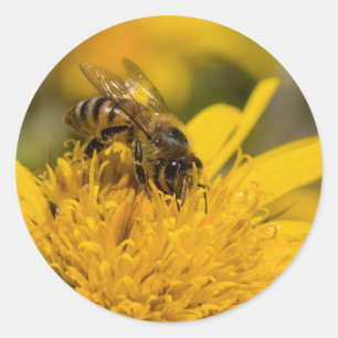 Pegatina Redonda Abeja Melífera Africana con Sacos de Polen Aliment