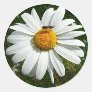 Pegatina Redonda Abeja por la foto natural de Daisy Alaskan