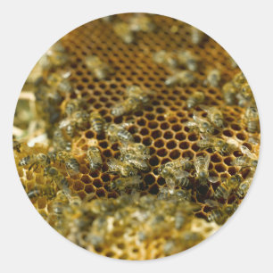 Pegatina Redonda Abejas en colmena, Cabo Occidental, Sudáfrica