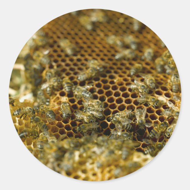 Pegatina Redonda Abejas En Hive, Cabo Occidental, Sudáfrica (Anverso)