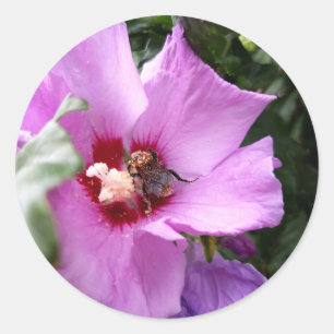 Pegatina Redonda Abejorro en Flor de Hibisco