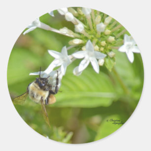 Pegatina Redonda Abejorro y flores