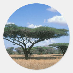 Pegatina Redonda Acacia tortilis (Umbrella Thorn Acacia), Mkuze